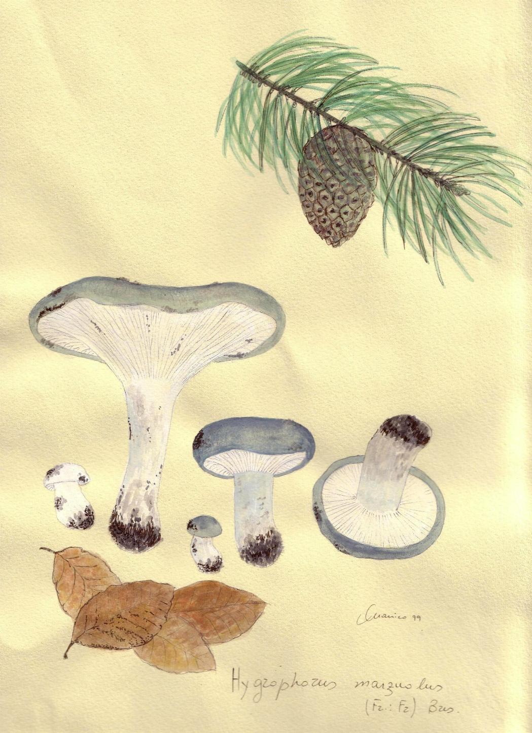 Hygrophorus marzuolus (Fr. : Fr.) Bresadola